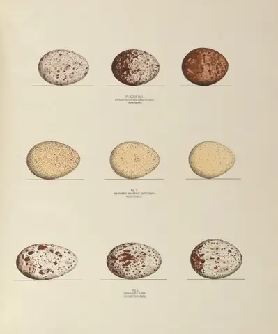 Plate 39. Fish Hawk, Wild Turkey & Turkey Buzzard by Genevieve Jones