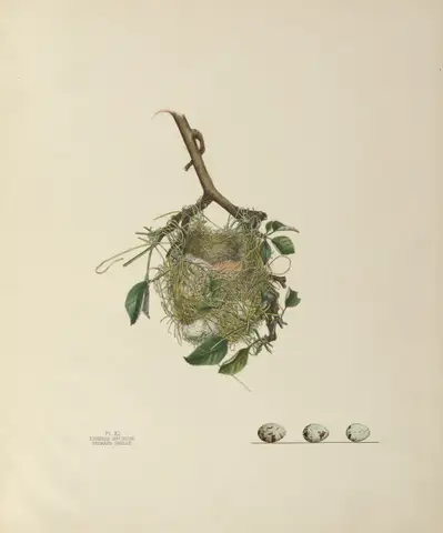 Plate 40. Orchard Oriole by Genevieve Jones