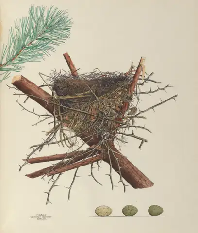 Plate 36. Blue Jay by Genevieve Jones