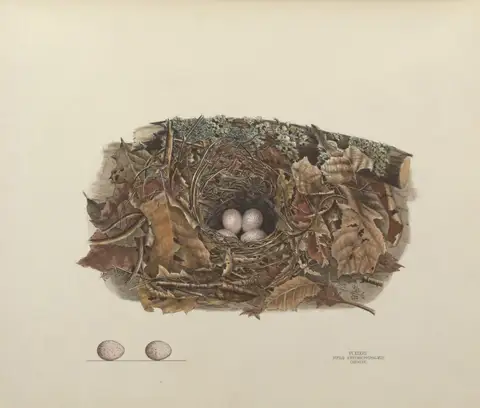 Plate 37. Chewink by Genevieve Jones