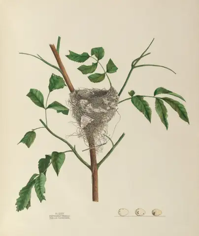 Plate 35. Traill's Flycatcher by Genevieve Jones