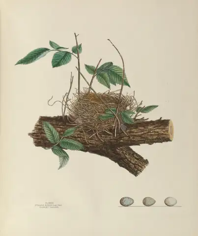 Plate 33. Scarlet Tanager by Genevieve Jones