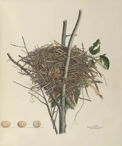 Plate 31. Brown Thrush by Genevieve Jones