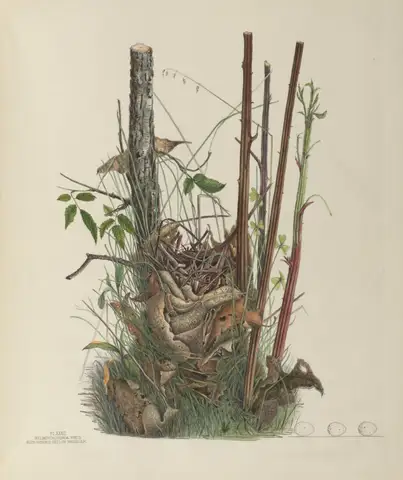 Plate 32. Blue-Winged Yellow Warbler by Genevieve Jones