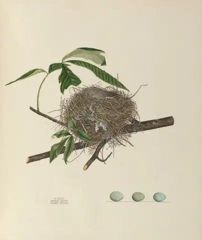 Plate 34. Summer Redbird by Genevieve Jones