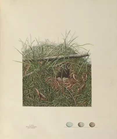 Plate 30. Song Sparrow by Genevieve Jones