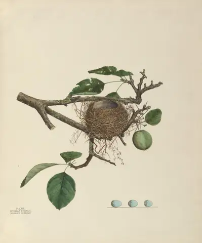 Plate 26. Chipping Sparrow by Genevieve Jones
