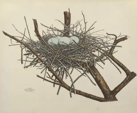 Plate 27. Green Heron by Genevieve Jones