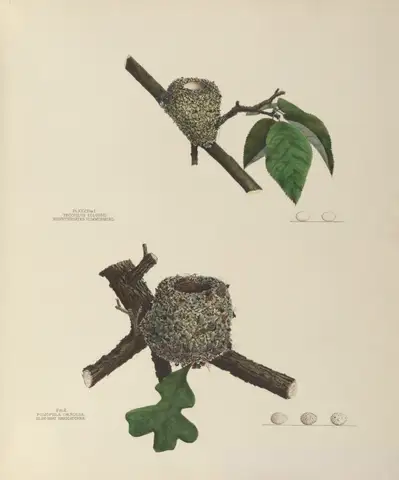 Plate 25. Ruby-Throated Hummingbird & Blue-Gray Gnatcatcher by Genevieve Jones
