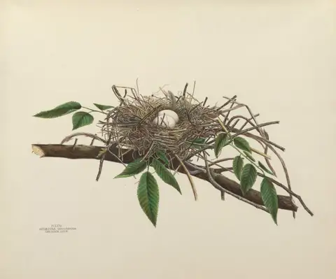 Plate 24. Carolina Dove by Genevieve Jones