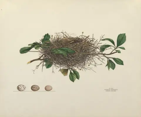Plate 22. Cardinal Red Bird by Genevieve Jones
