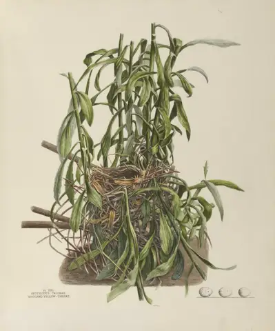 Plate 21. Maryland Yellow-Throat by Genevieve Jones