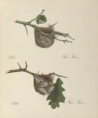 Plate 23. Warbling Vireo & Red-Eyed Vireo by Genevieve Jones