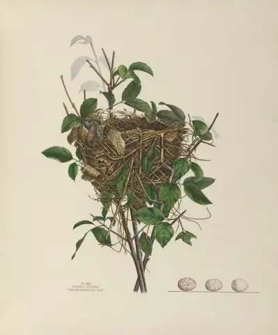 Plate 20. Yellow-Breasted Chat by Genevieve Jones