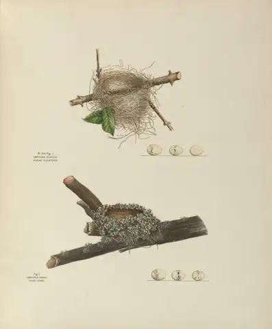 Plate 19. Acadian Flycatcher & Wood Pewee by Genevieve Jones