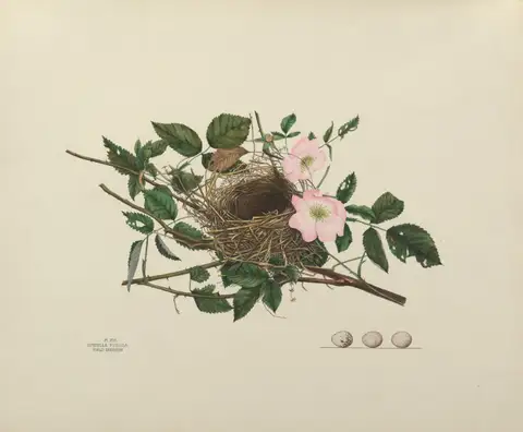 Plate 16. Field Sparrow by Genevieve Jones