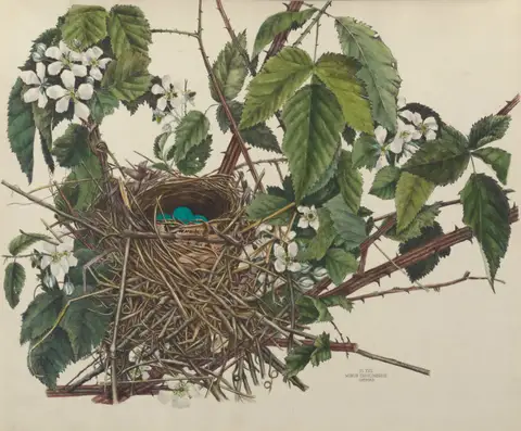 Plate 17. Catbird by Genevieve Jones