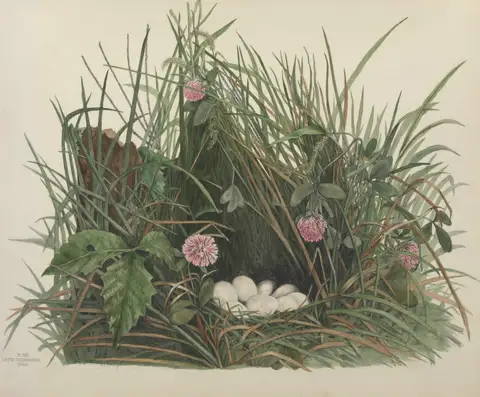 Plate 18. Quail by Genevieve Jones