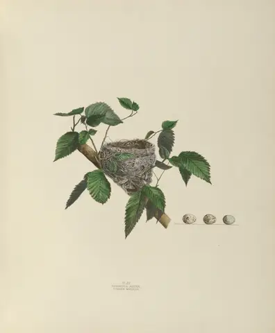 Plate 15. Summer Warbler by Genevieve Jones