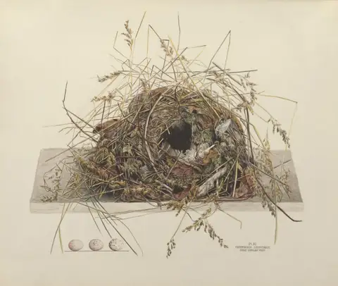 Plate 11. Great Carolina wren by Genevieve Jones