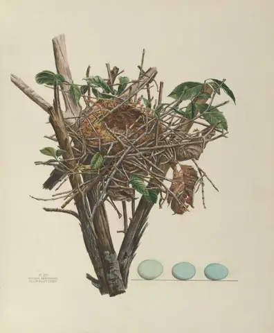 Plate 14. Yellow Billed Cuckoo by Genevieve Jones