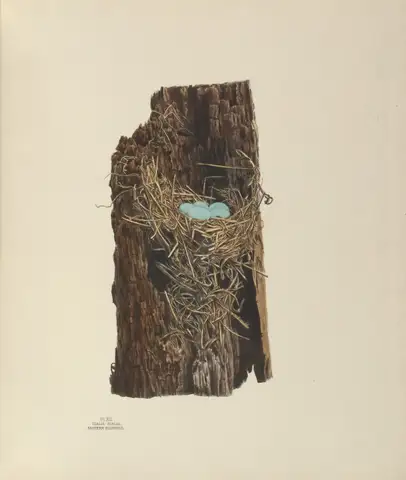 Plate 12. Eastern Bluebird by Genevieve Jones