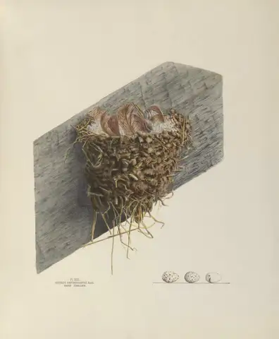 Plate 13. Barn Swallow by Genevieve Jones