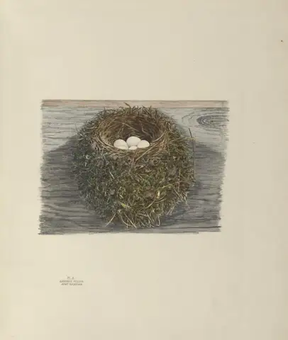 Plate 10. Pewit Flycatcher by Genevieve Jones