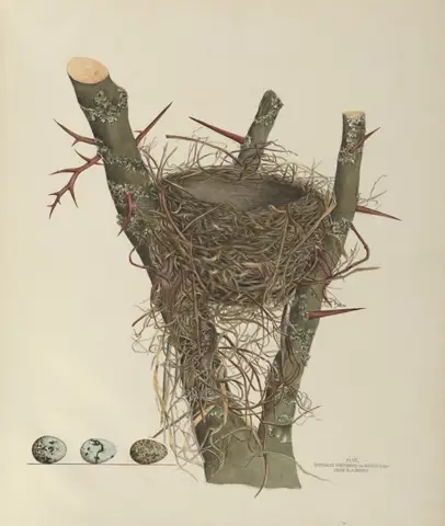 Plate 7. Crow Blackbird by Genevieve Jones