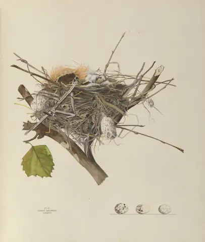 Plate 6. Kingbird by Genevieve Jones
