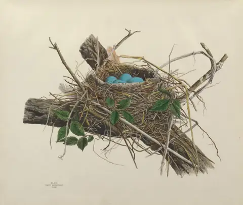 Plate 8. Robin by Genevieve Jones