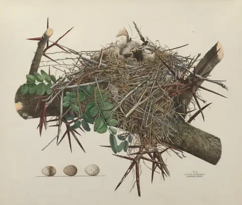 Plate 9. Loggerhead Shrike by Genevieve Jones