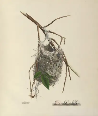 Plate 1. Baltimore Oriole by Genevieve Jones