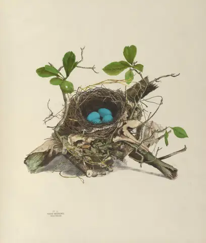 Plate 2. Wood Thrush by Genevieve Jones