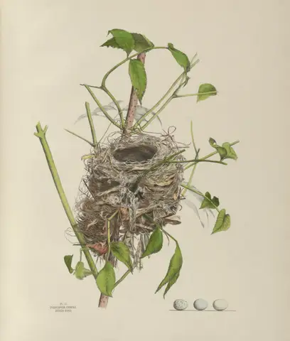 Plate 4. Indigo Bird by Genevieve Jones