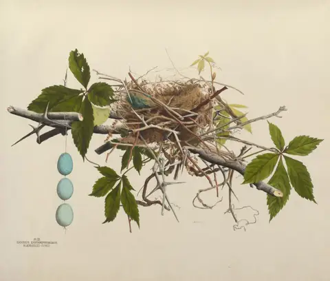 Plate 3. Black-Billed Cuckoo by Genevieve Jones