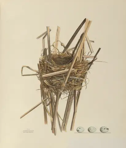 Plate 5. Red-Winged Blackbird by Genevieve Jones
