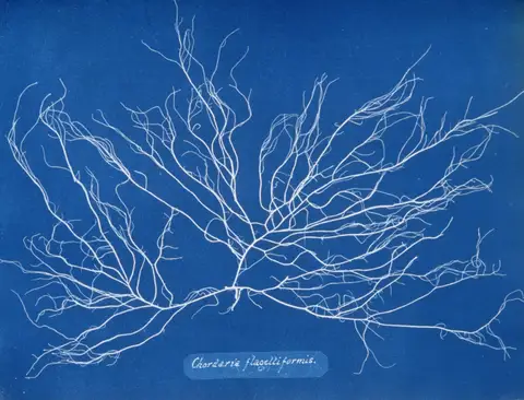 Chordaria flagelliformis by Anna Atkins