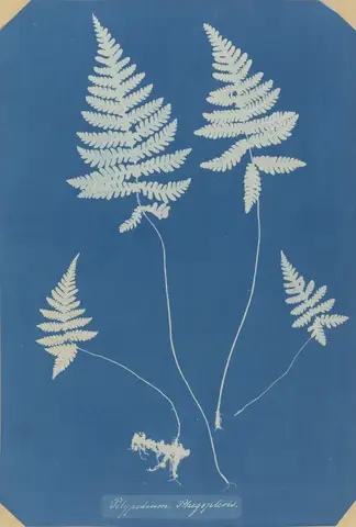 Polypodium Phegopteris (Northern beech fern) by Anna Atkins