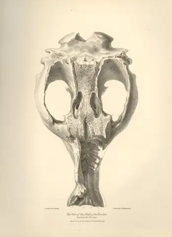 Top View of the Skull of Toxodon by Charles Darwin