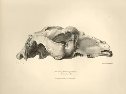 Side View of the Skull of Toxodon by Charles Darwin