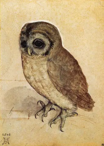 The Little Owl by Albrecht Dürer