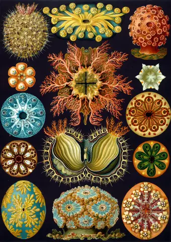 Art Forms in Nature, Plate 85: Ascidiacea by Ernst Haeckel