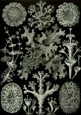 Art Forms in Nature, Plate 83: Lichenes by Ernst Haeckel
