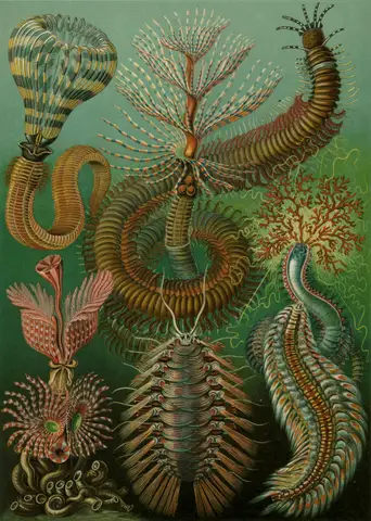 Art Forms in Nature, Plate 96: Chaetopoda by Ernst Haeckel