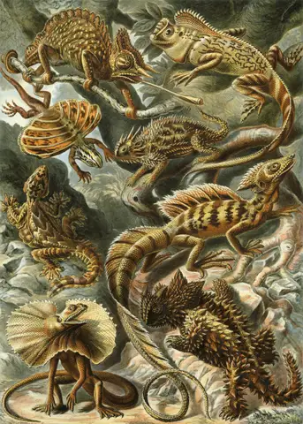 Art Forms in Nature, Plate 79: Lacertilia by Ernst Haeckel