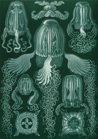 Art Forms in Nature, Plate 78: Cubomedusae by Ernst Haeckel