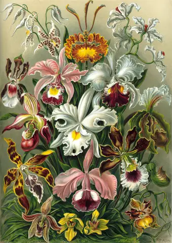Art Forms in Nature, Plate 74: Orchidae by Ernst Haeckel
