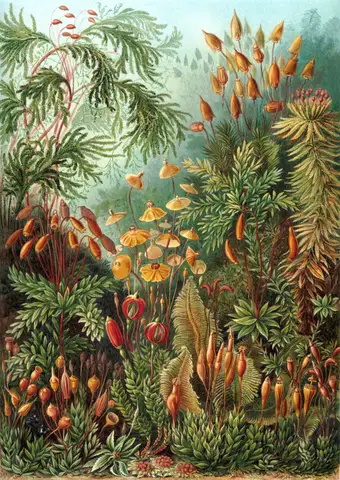 Art Forms in Nature, Plate 72: Muscinae by Ernst Haeckel