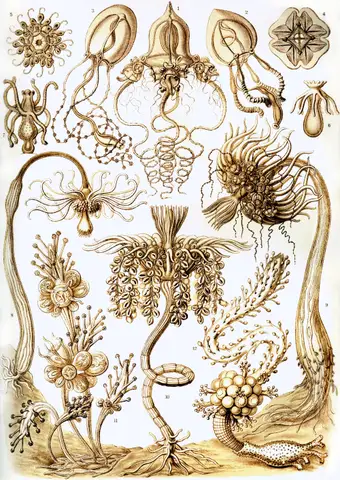 Art Forms in Nature, Plate 6: Tubulariae by Ernst Haeckel